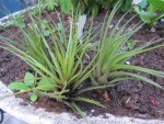 TILLANDSIA : MELANOCRATER  var.TRICOLOR